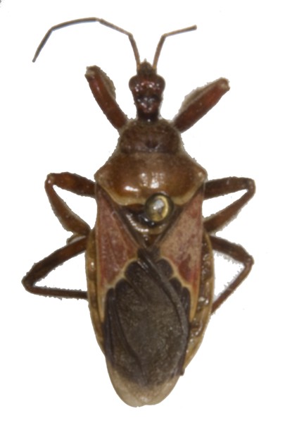 Apiomerus spissipes